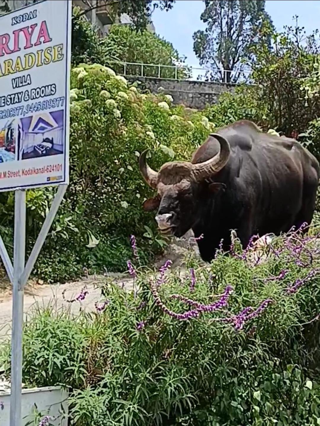 Kodai Riya Paradise Кодайканал Экстерьер фото