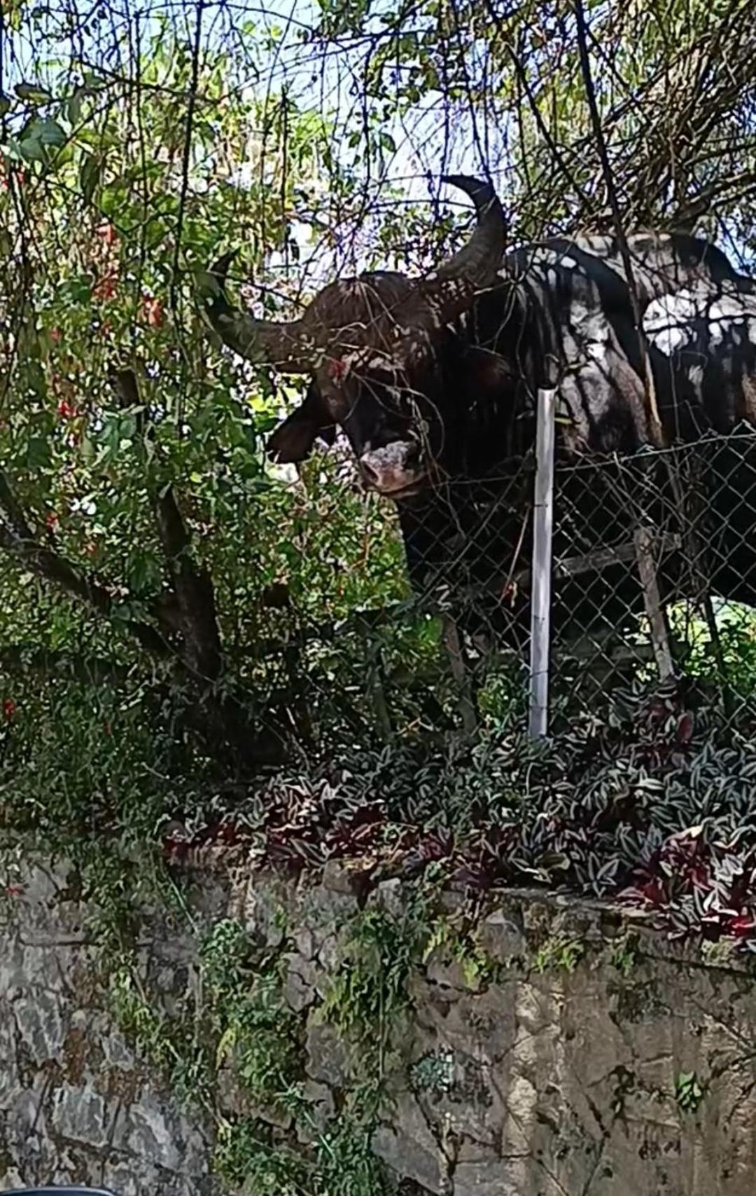 Kodai Riya Paradise Кодайканал Экстерьер фото